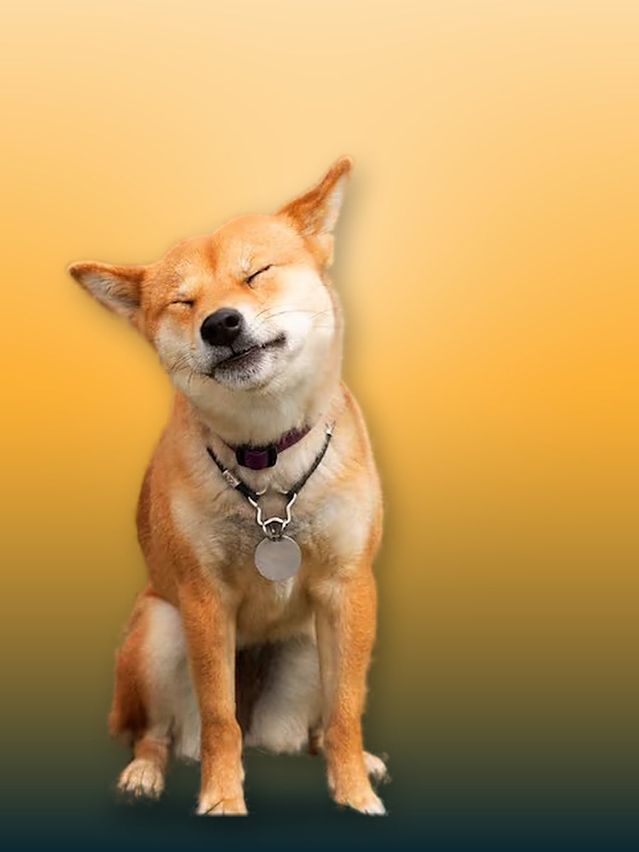 Small fluffy white dog smiling on a rock in the forest